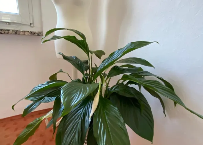 Mit Loggia Und Traumblick Apartment *